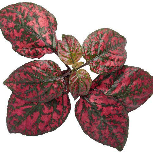 Hypoestes Hippo Red - View 12 from www redcrocus com