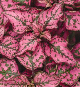 Hypoestes Hippo Red - View 13 from www redcrocus com