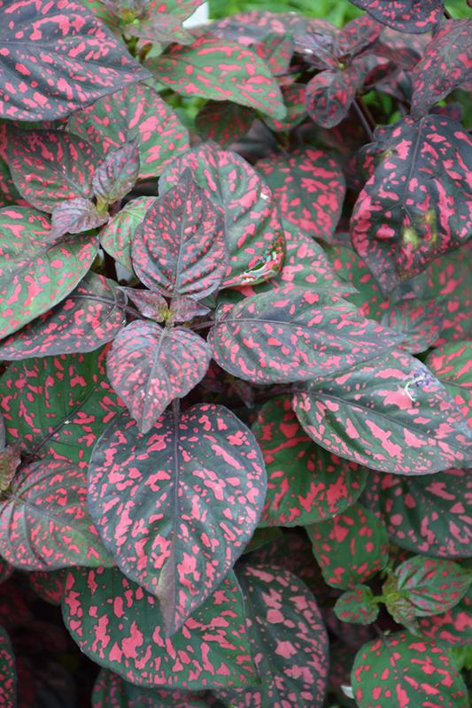Hypoestes Hippo Red - View 14 from www redcrocus com
