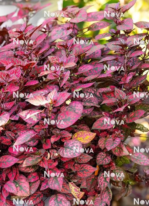 Hypoestes Hippo Red - View 15 from www redcrocus com