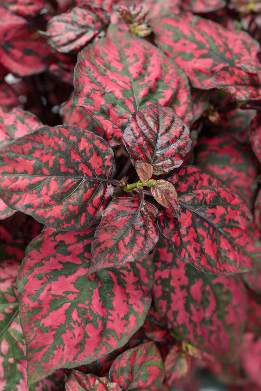 Hypoestes Hippo Red - View 1 from www redcrocus com