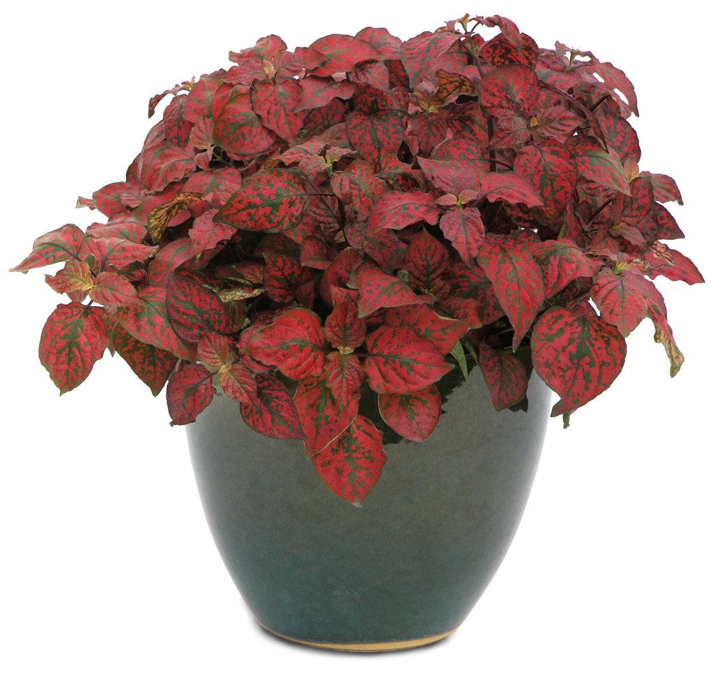Hypoestes Hippo Red - View 2 from www redcrocus com