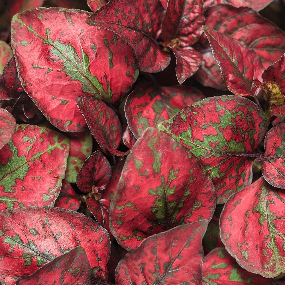 Hypoestes Hippo Red - View 3 from www redcrocus com