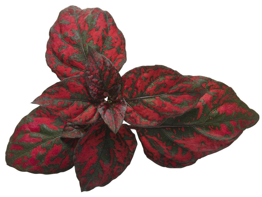 Hypoestes Hippo Red - View 6 from www redcrocus com