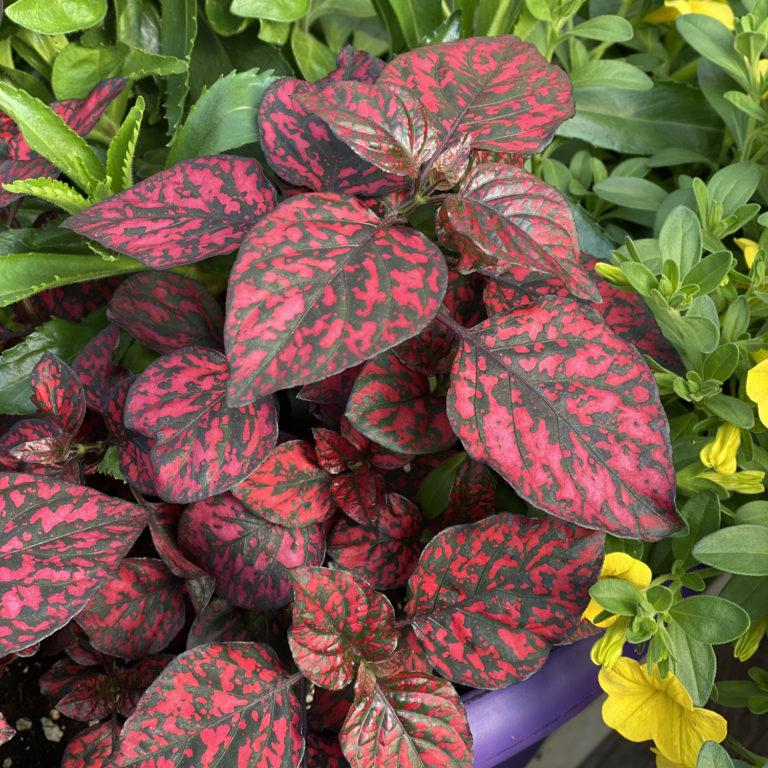 Hypoestes Hippo Red - View 7 from www redcrocus com