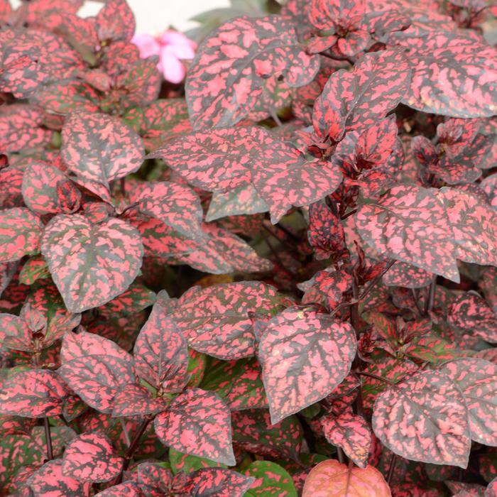 Hypoestes Hippo Red - View 8 from www redcrocus com