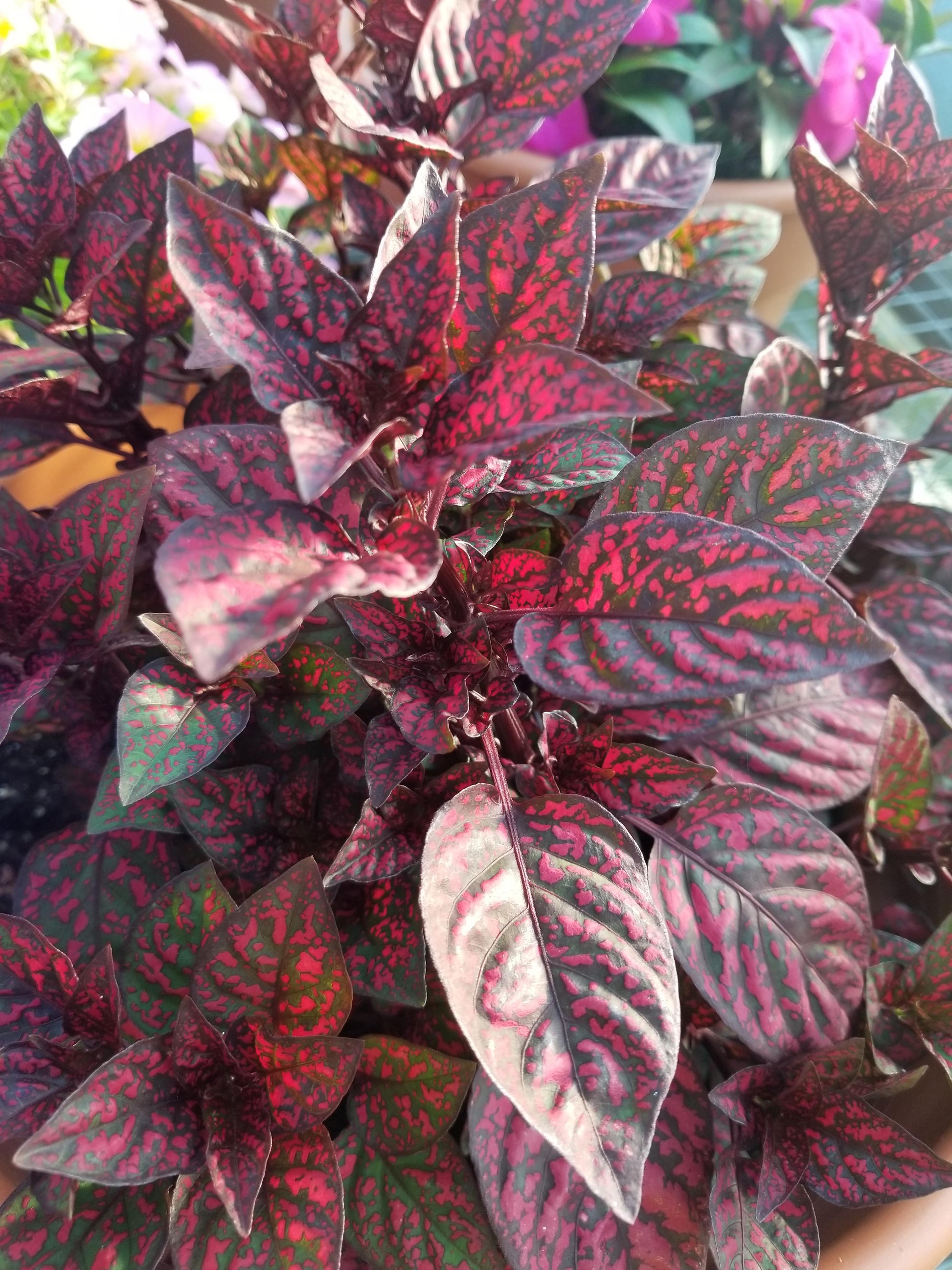 Hypoestes Hippo Red - View 9 from www redcrocus com