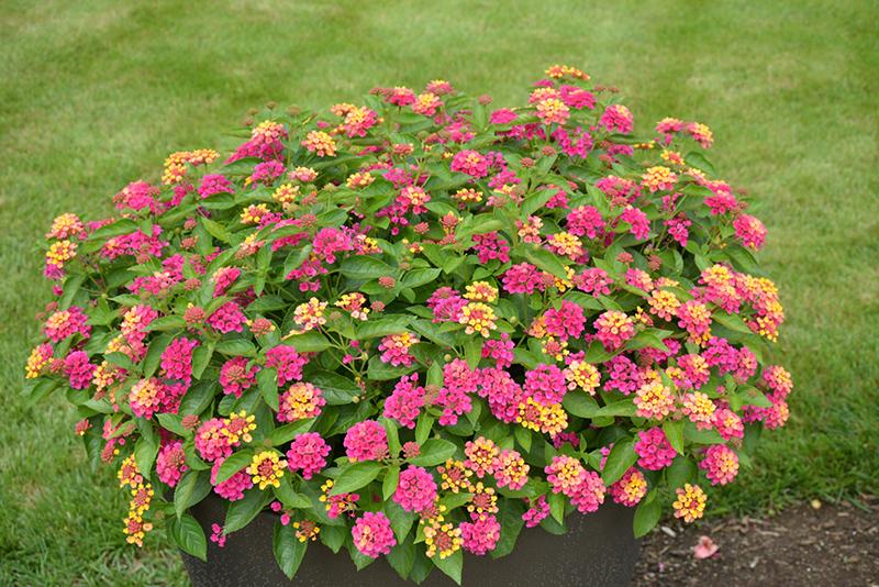 Lantana Luscious Royale Cosmo - View 10 from www redcrocus com