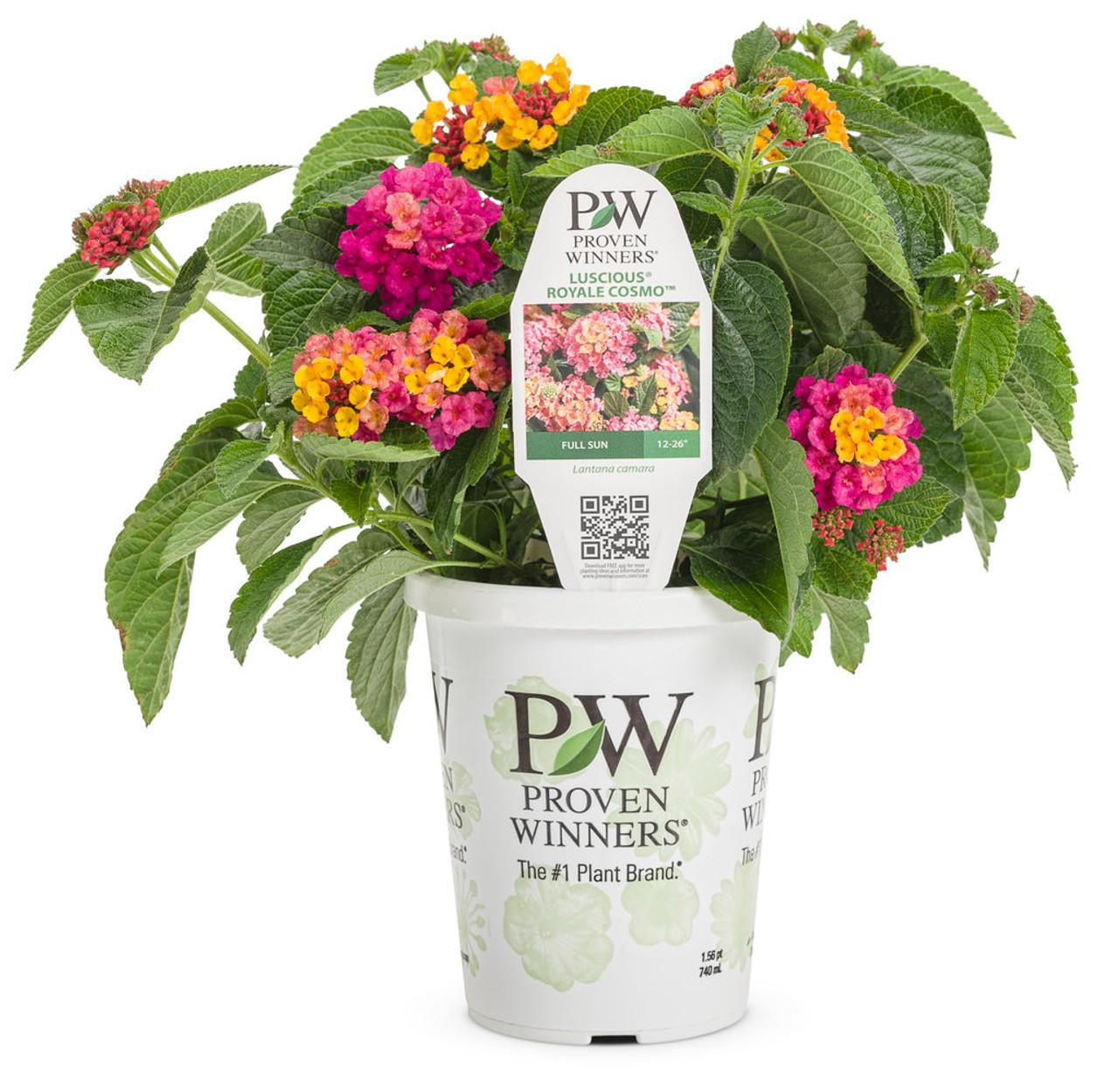 Lantana Luscious Royale Cosmo - View 12 from www redcrocus com