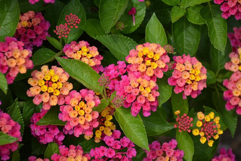 Lantana Luscious Royale Cosmo - View 13 from www redcrocus com