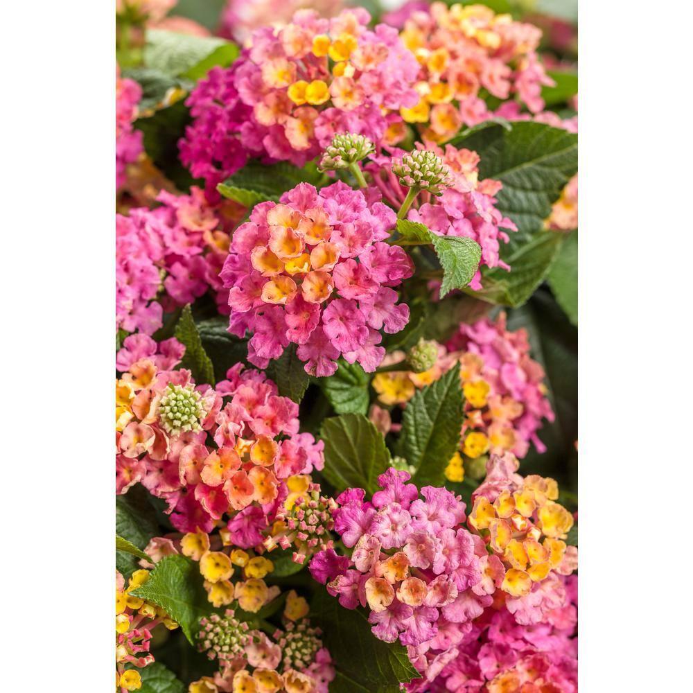 Lantana Luscious Royale Cosmo - View 15 from www redcrocus com