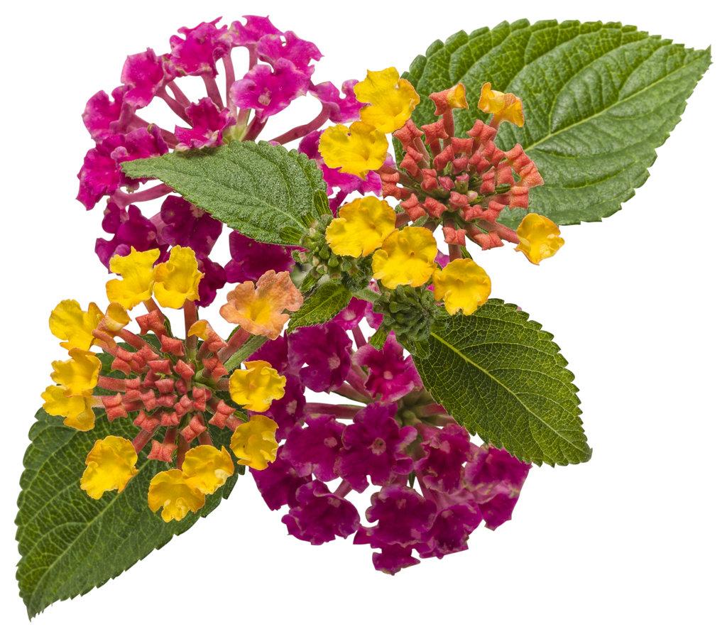 Lantana Luscious Royale Cosmo - View 16 from www redcrocus com