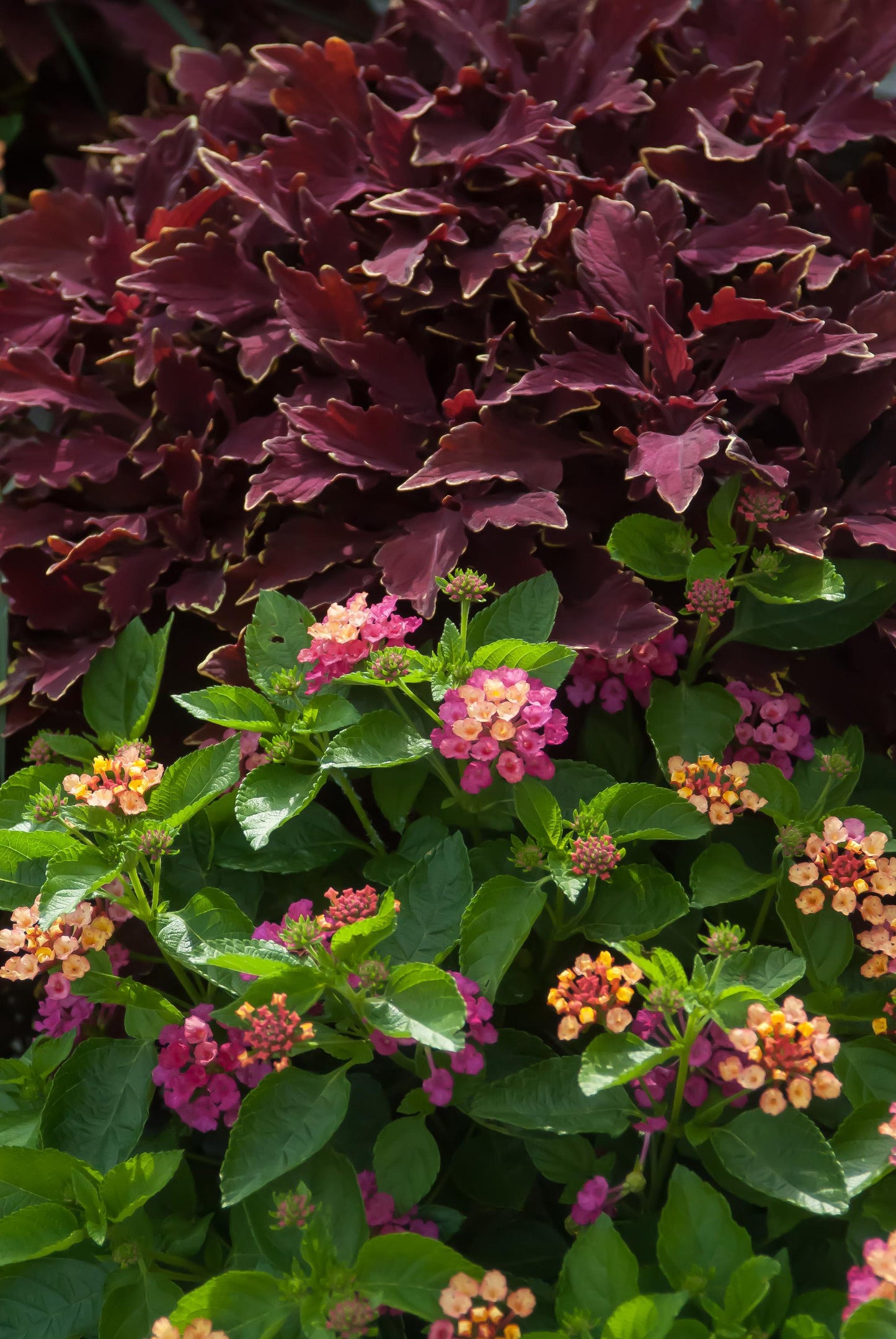 Lantana Luscious Royale Cosmo - View 17 from www redcrocus com