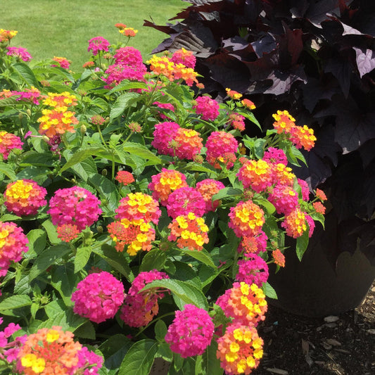Lantana Luscious Royale Cosmo - View 1 from www redcrocus com