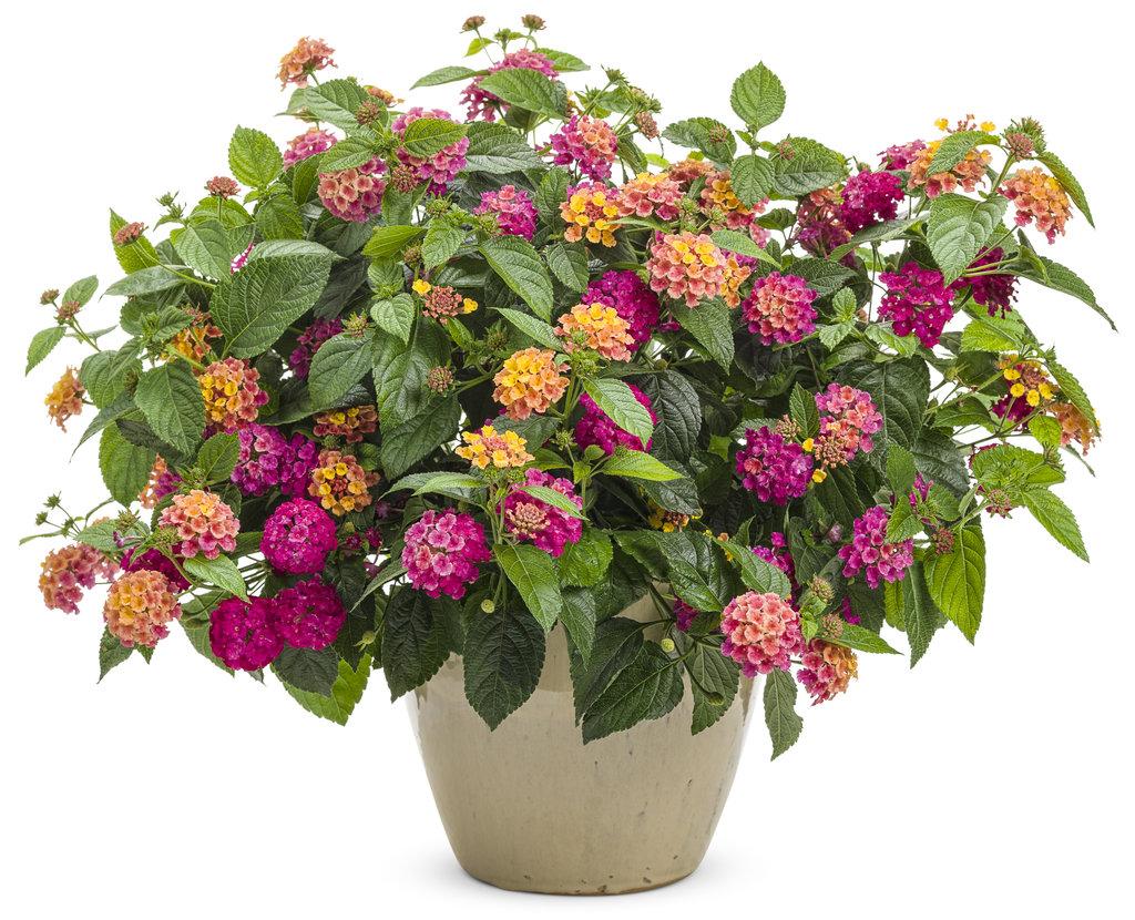 Lantana Luscious Royale Cosmo - View 2 from www redcrocus com