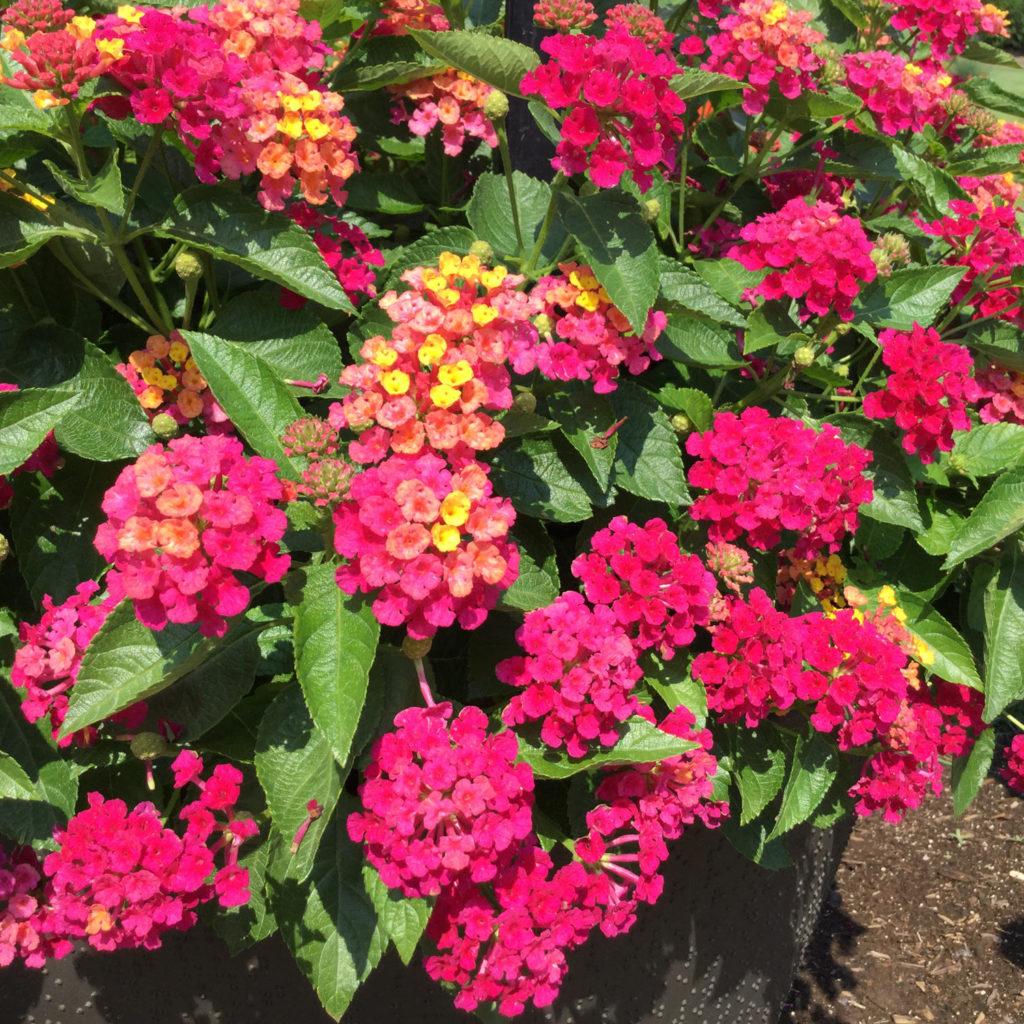 Lantana Luscious Royale Cosmo - View 3 from www redcrocus com