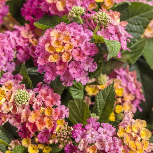 Lantana Luscious Royale Cosmo - View 4 from www redcrocus com