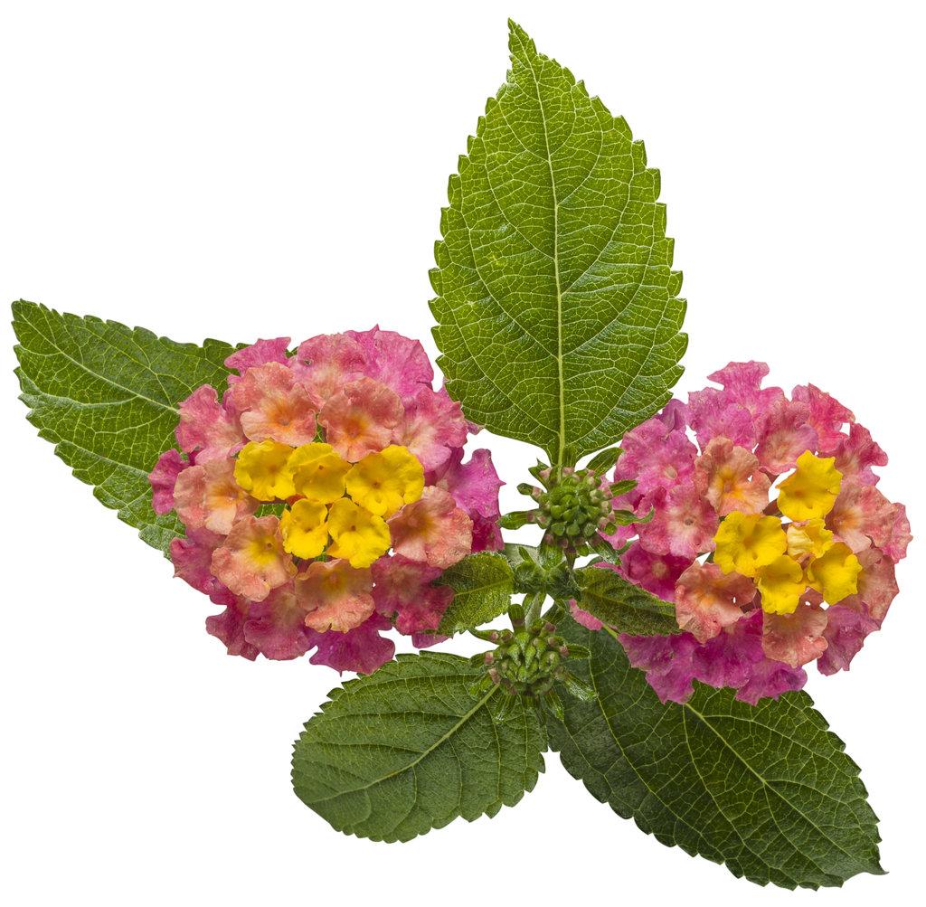 Lantana Luscious Royale Cosmo - View 5 from www redcrocus com