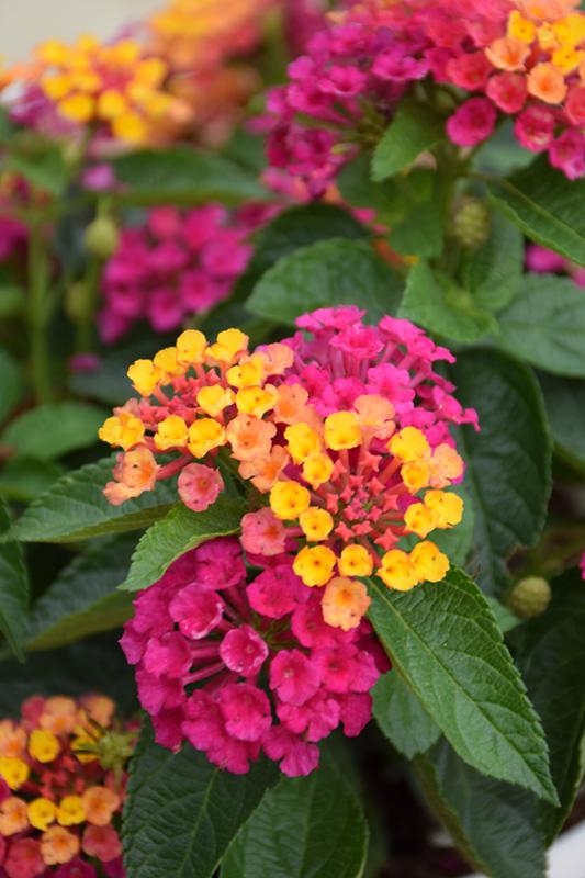 Lantana Luscious Royale Cosmo - View 6 from www redcrocus com