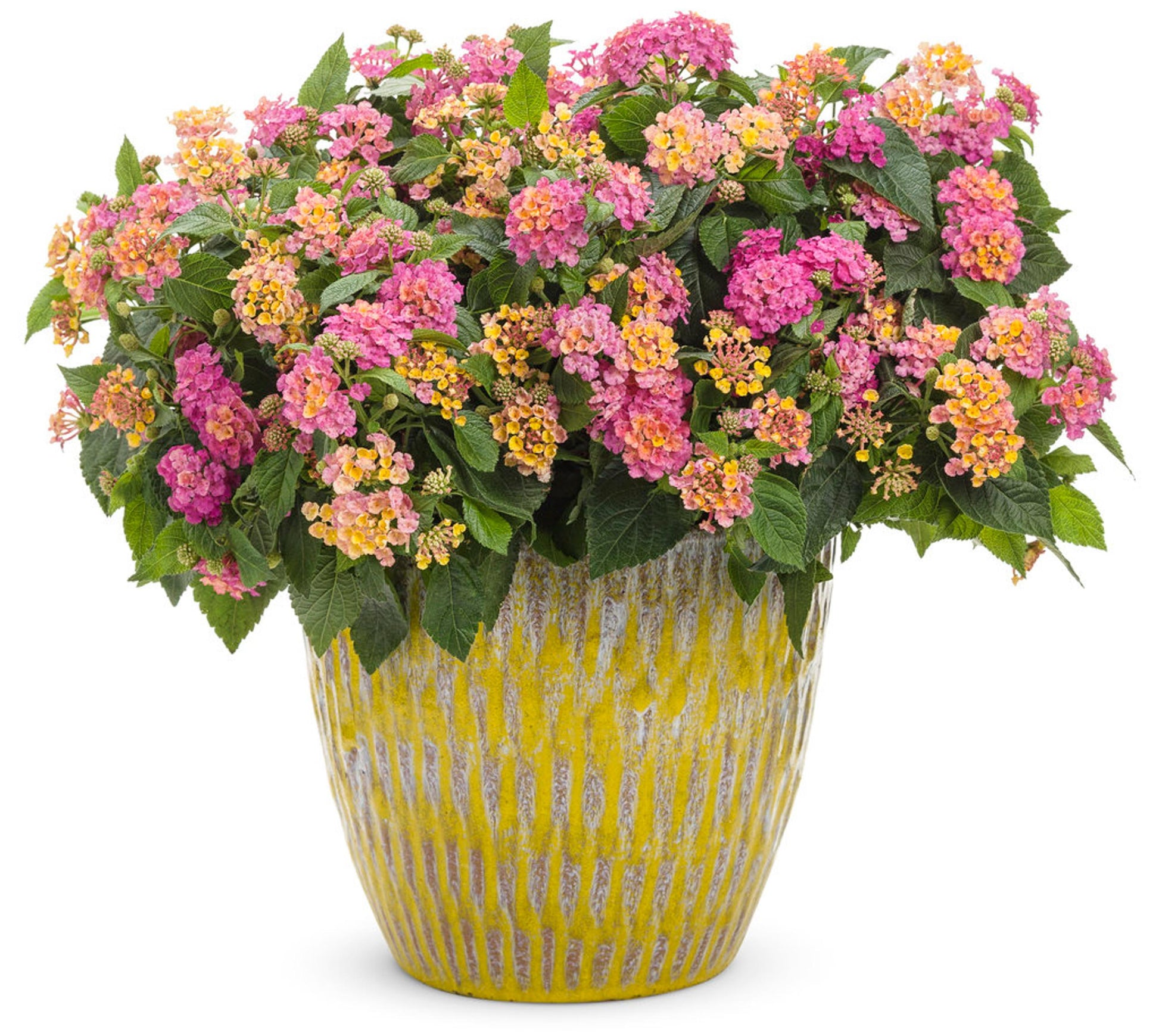 Lantana Luscious Royale Cosmo - View 7 from www redcrocus com