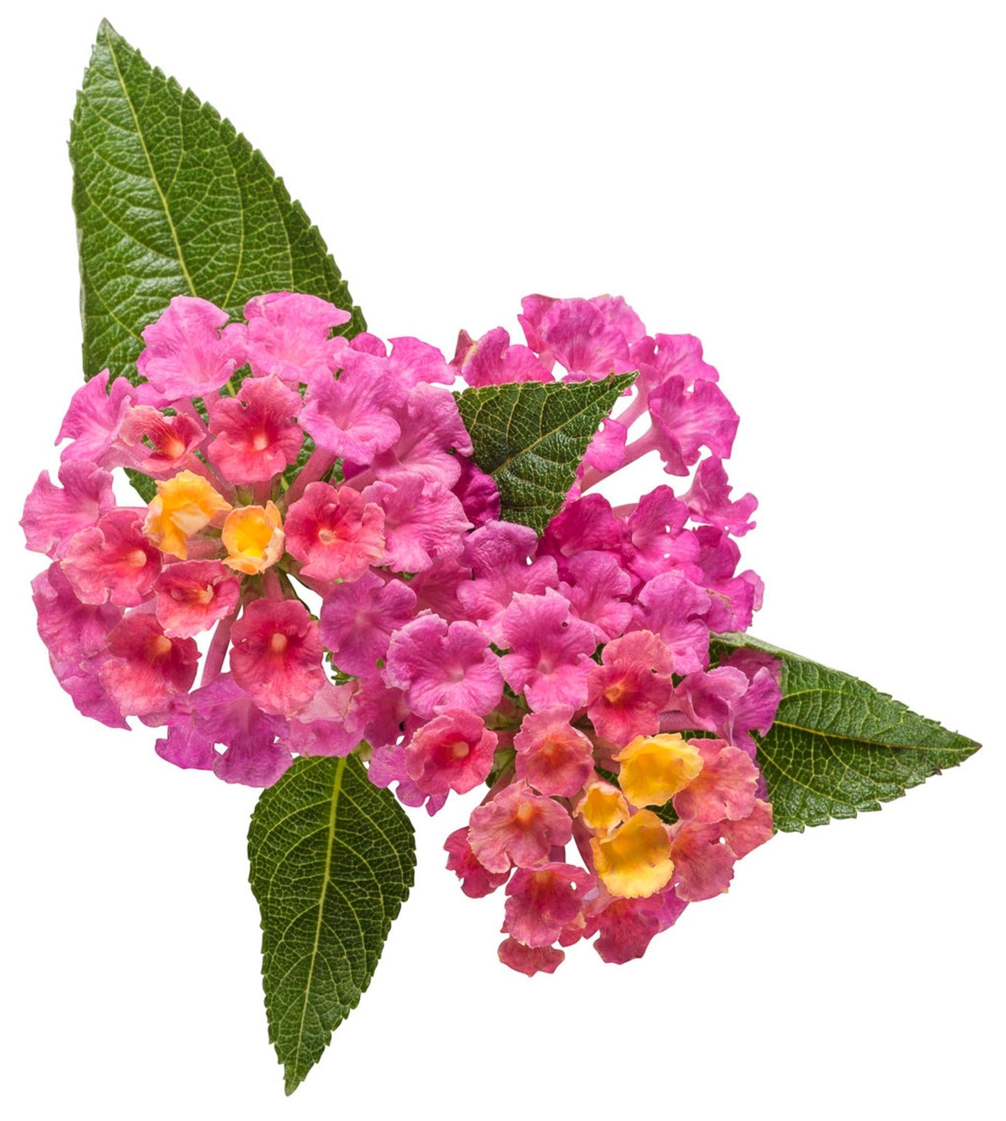 Lantana Luscious Royale Cosmo - View 8 from www redcrocus com