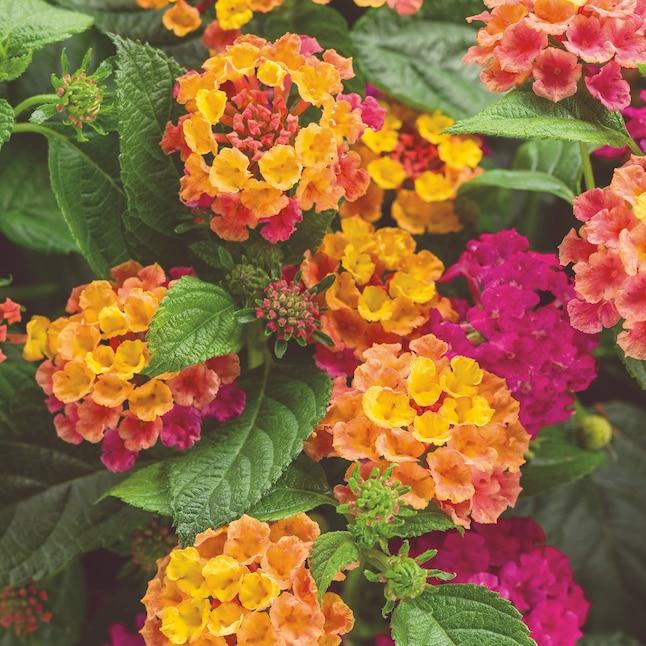 Lantana Luscious Royale Cosmo - View 9 from www redcrocus com