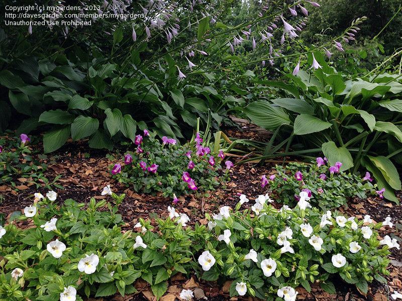 Torenia Catalina White Linen - View 11 from www redcrocus com