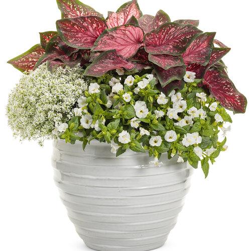 Torenia Catalina White Linen - View 12 from www redcrocus com