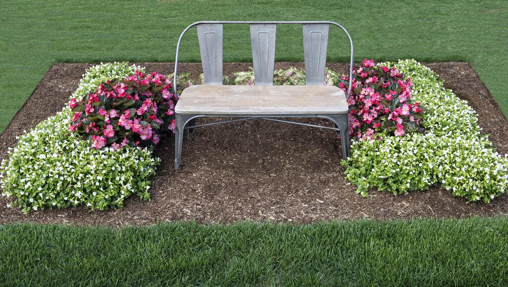 Torenia Catalina White Linen - View 15 from www redcrocus com