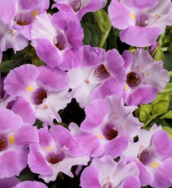 Torenia Catalina White Linen - View 16 from www redcrocus com