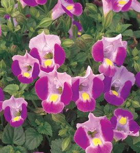 Torenia Catalina White Linen - View 18 from www redcrocus com
