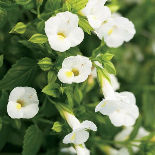 Torenia Catalina White Linen - View 1 from www redcrocus com