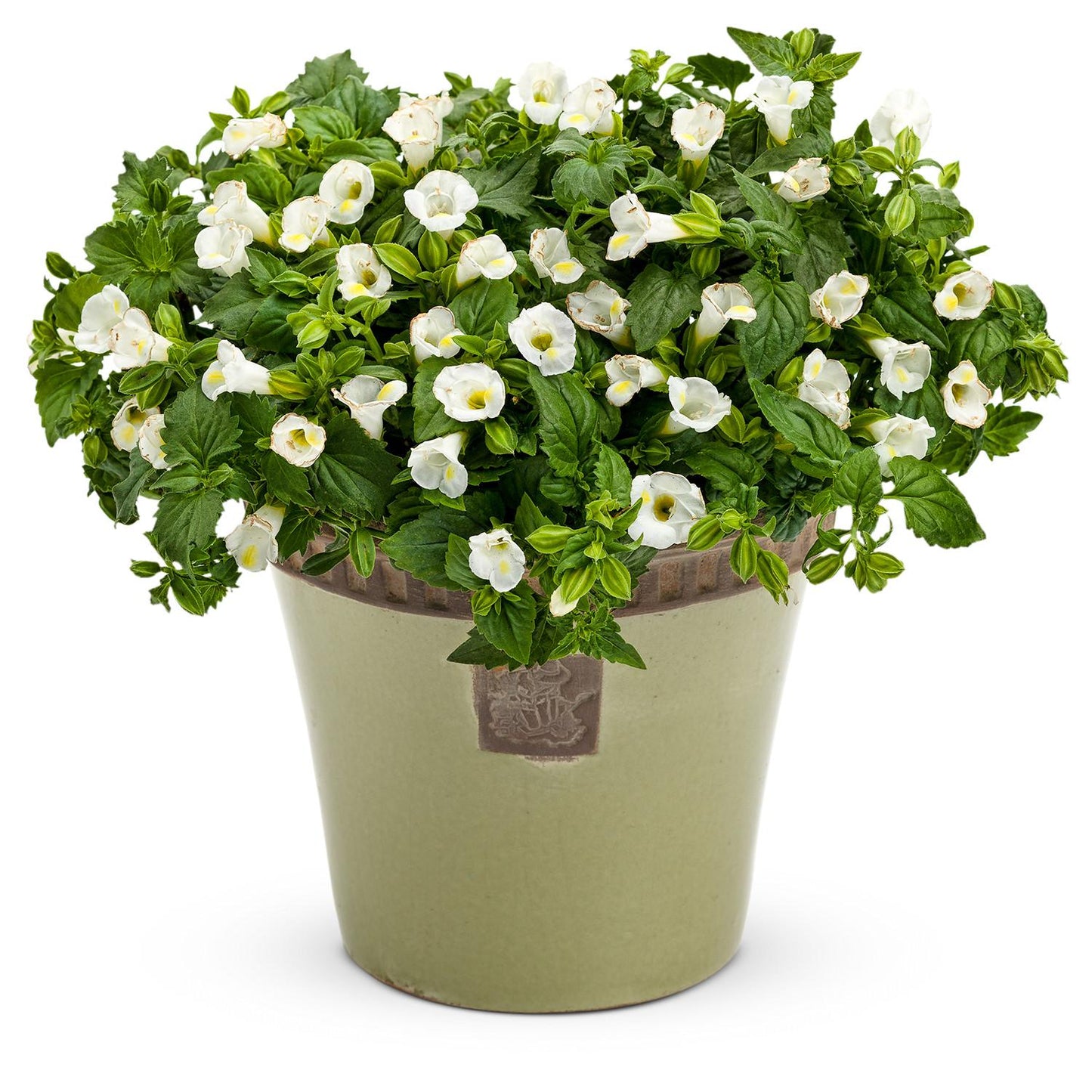Torenia Catalina White Linen - View 2 from www redcrocus com