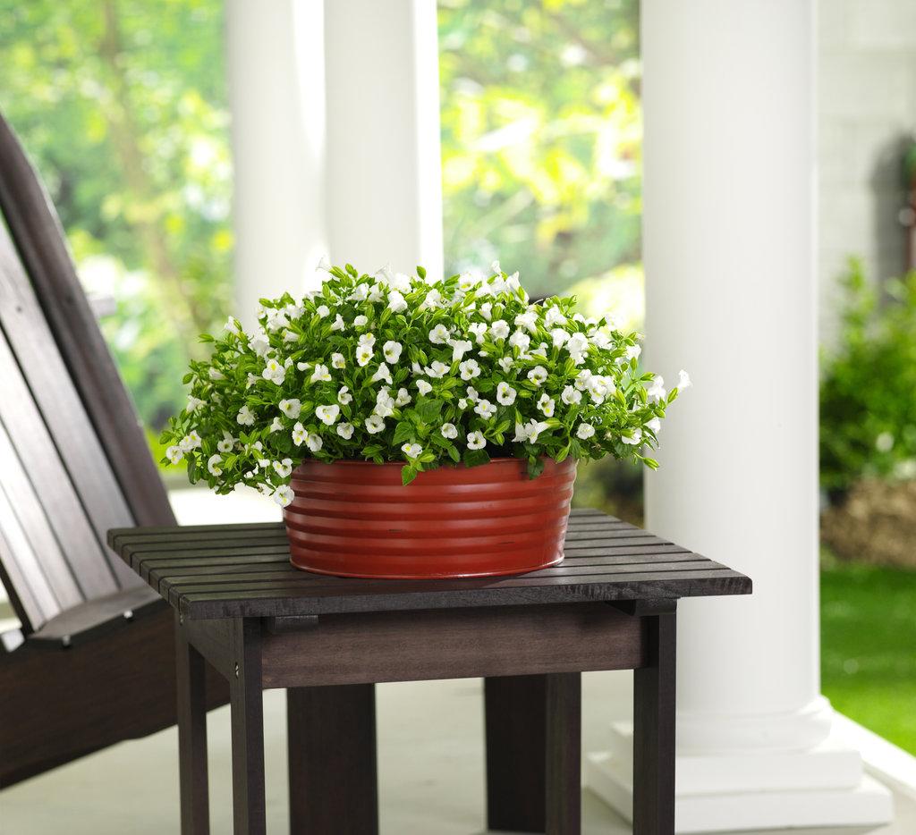 Torenia Catalina White Linen - View 3 from www redcrocus com