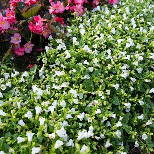 Torenia Catalina White Linen - View 4 from www redcrocus com