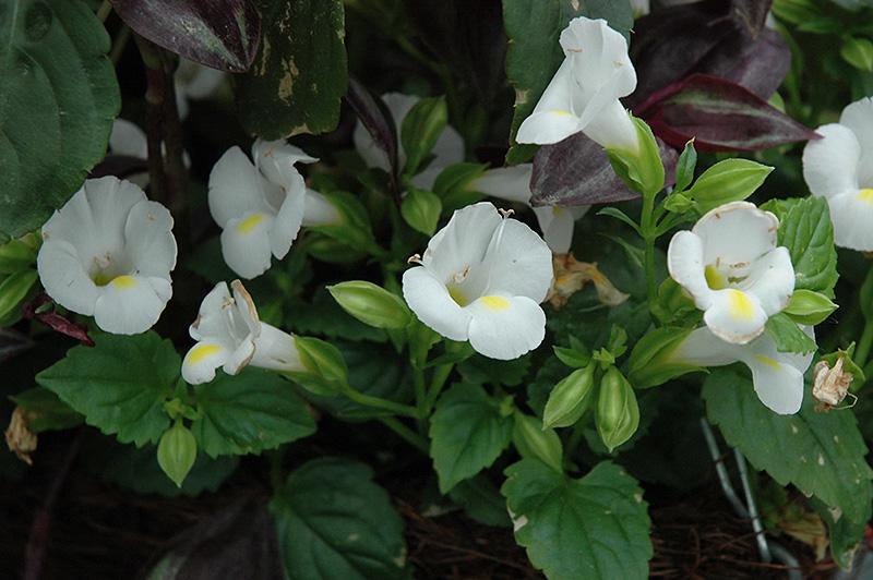 Torenia Catalina White Linen - View 5 from www redcrocus com
