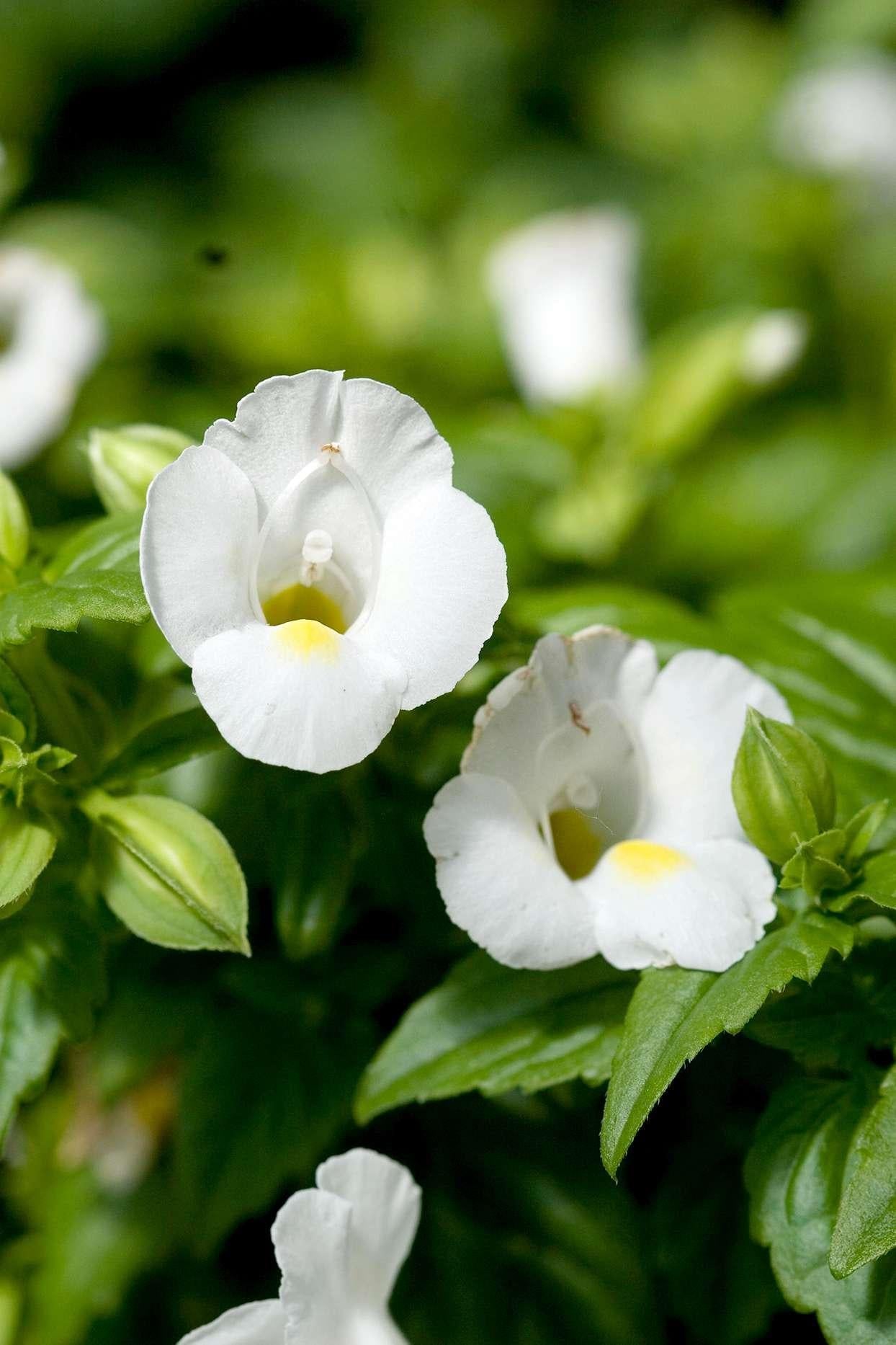 Torenia Catalina White Linen - View 6 from www redcrocus com