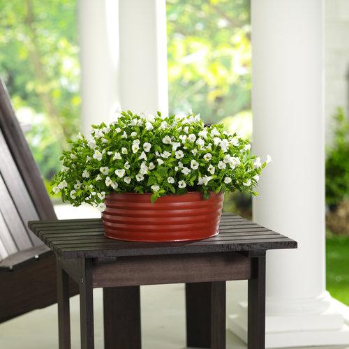 Torenia Catalina White Linen - View 7 from www redcrocus com