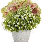 Torenia Catalina White Linen - View 9 from www redcrocus com