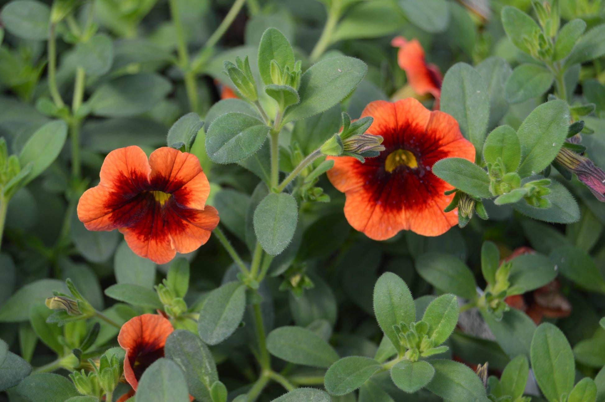 Calibrachoa Superbells Tangerine Punch - View 10 from www redcrocus com
