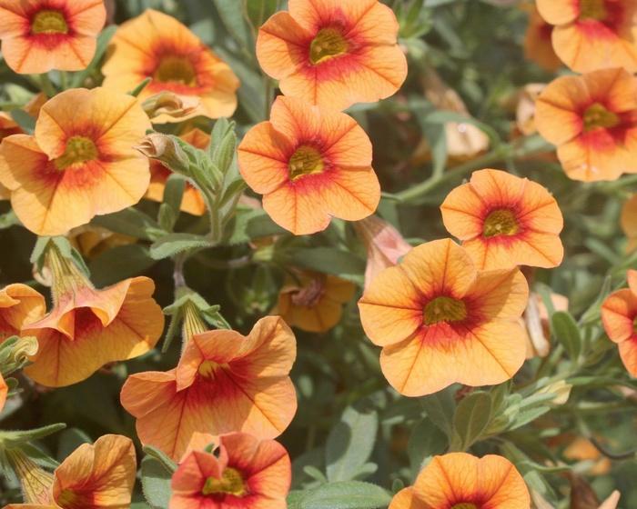 Calibrachoa Superbells Tangerine Punch - View 11 from www redcrocus com