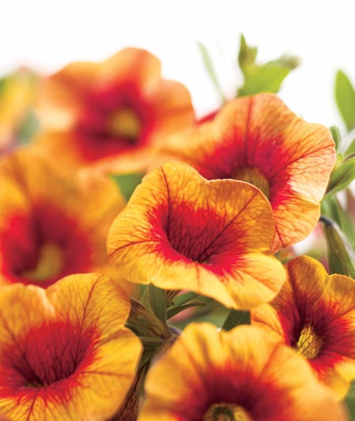 Calibrachoa Superbells Tangerine Punch - View 12 from www redcrocus com