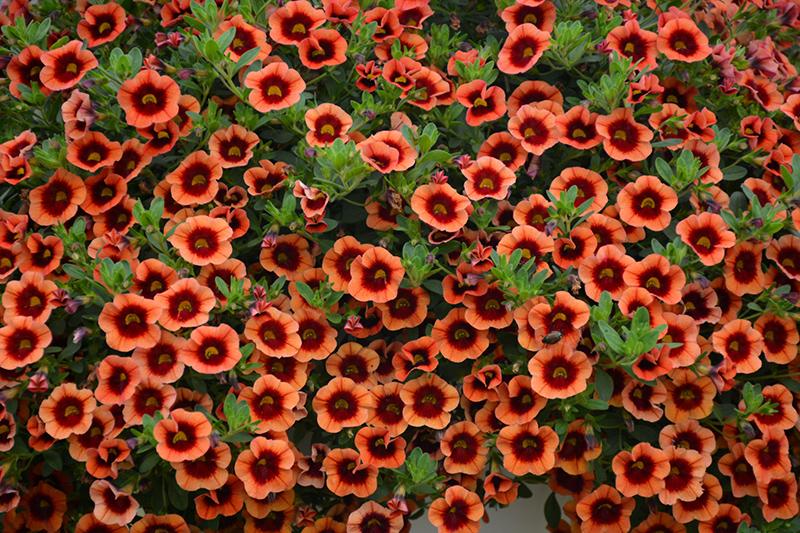 Calibrachoa Superbells Tangerine Punch - View 13 from www redcrocus com