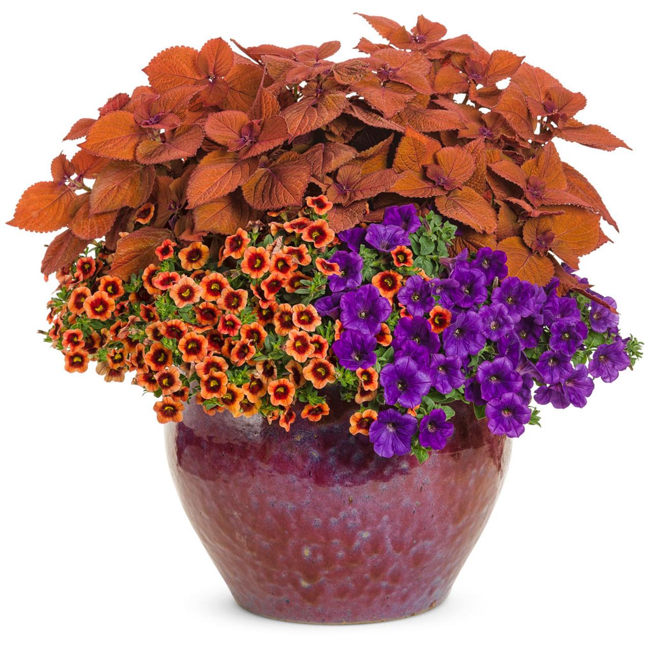 Calibrachoa Superbells Tangerine Punch - View 14 from www redcrocus com