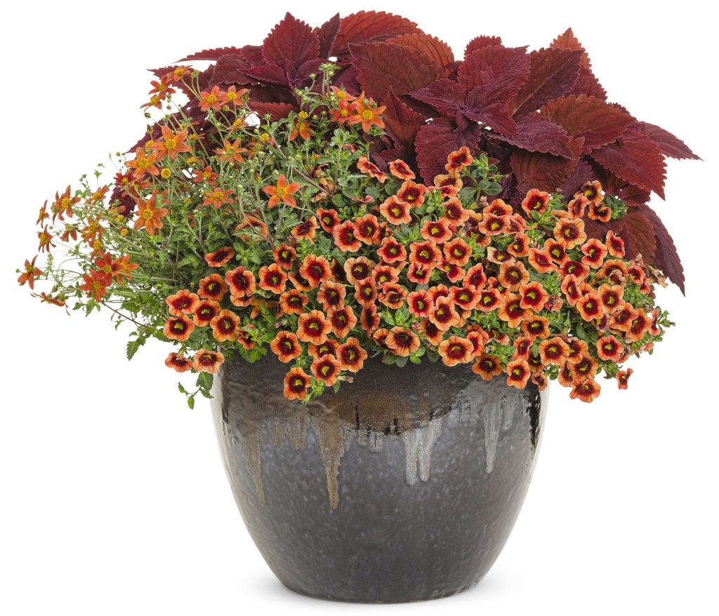 Calibrachoa Superbells Tangerine Punch - View 15 from www redcrocus com