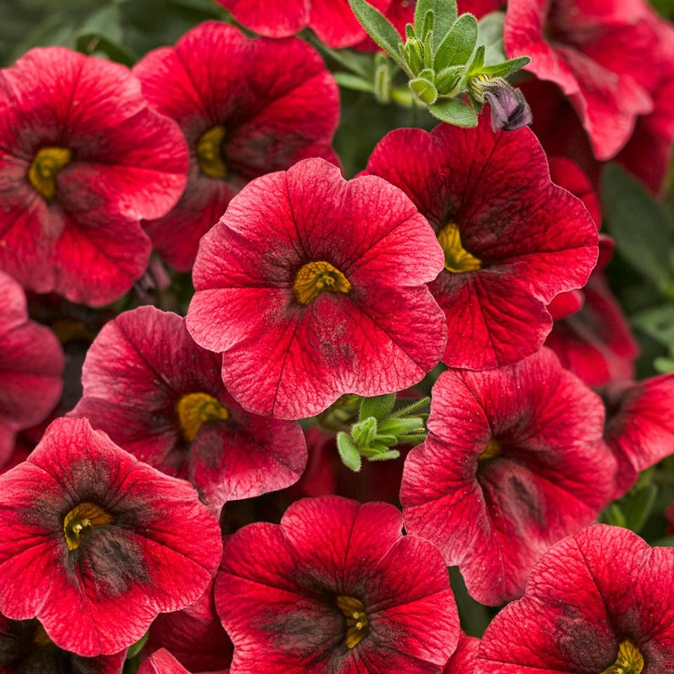 Calibrachoa Superbells Tangerine Punch - View 16 from www redcrocus com
