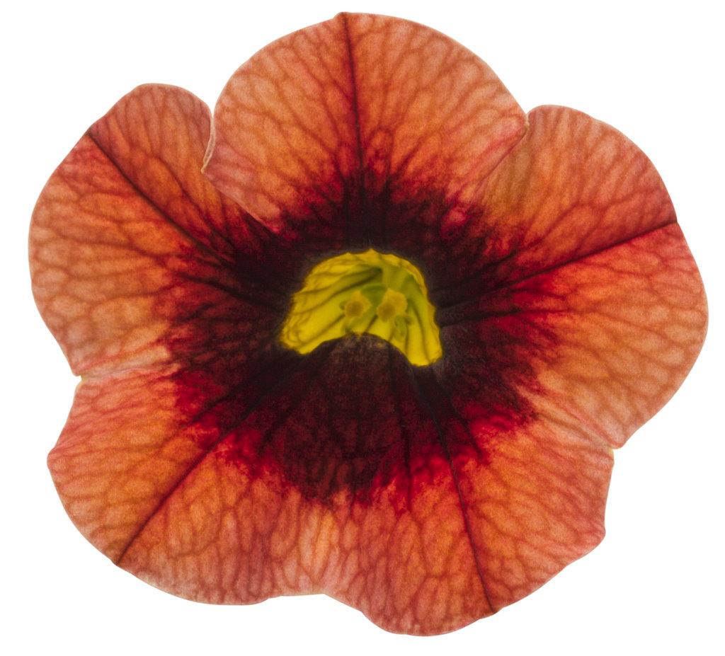 Calibrachoa Superbells Tangerine Punch - View 17 from www redcrocus com