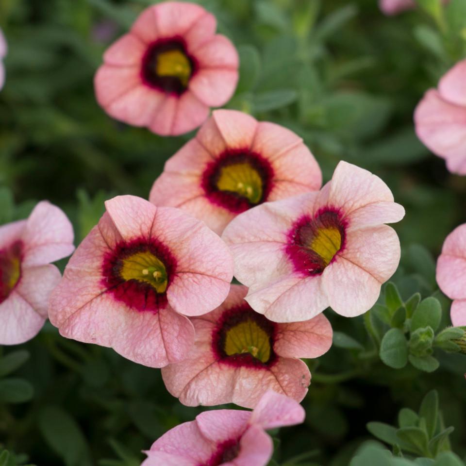 Calibrachoa Superbells Tangerine Punch - View 18 from www redcrocus com