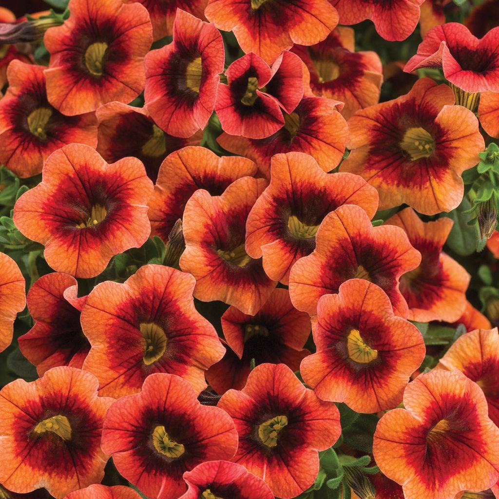 Calibrachoa Superbells Tangerine Punch - View 19 from www redcrocus com