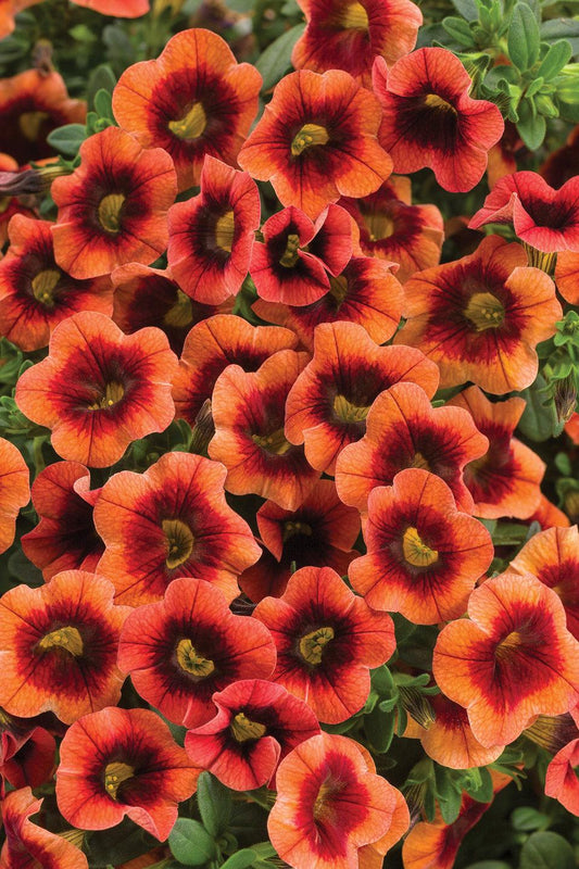 Calibrachoa Superbells Tangerine Punch - View 1 from www redcrocus com